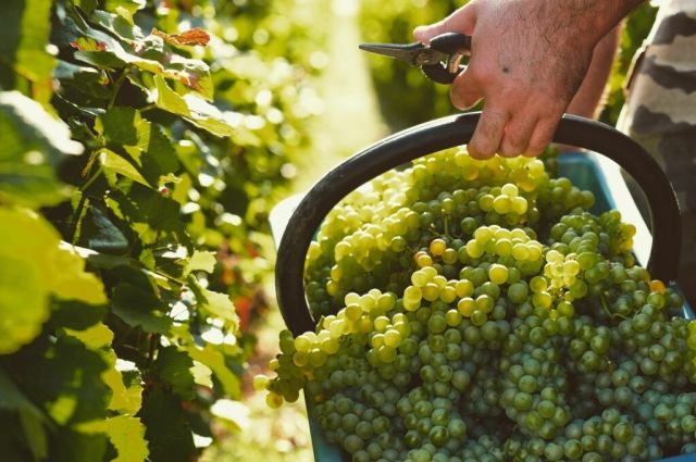 UGVC: Fransa’da Konyak Üreticileri Bağ Sökümüne Başlıyor