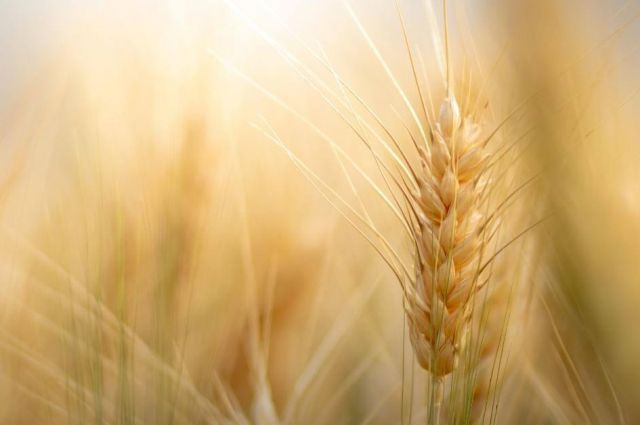 USDA: Rusya’nın buğday ihracatı 2025/26’da 44 milyon tona çıkacak