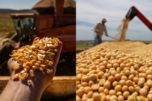 ABD’de Mısır ve Soya Fiyatları Petrol Düşüşüyle Geriledi