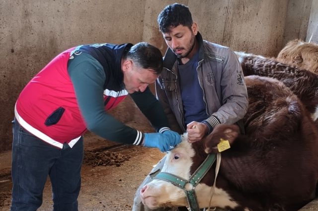 Adıyaman’da şap ve brusella aşılaması hız kesmiyor