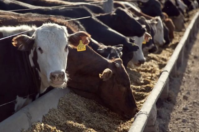 Arjantin’de besi işletmelerinde hayvan sayısı rekor seviyeye ulaştı