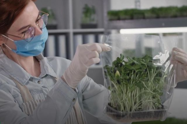 Batı Sidney Üniversitesi: Bitki Pasına Karşı Yeni Yöntem