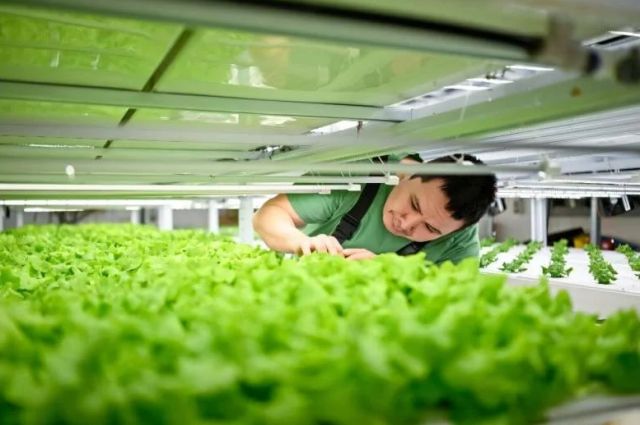 Bir girişimci Grönland’da Arktik’te Marul Yetiştiriyor