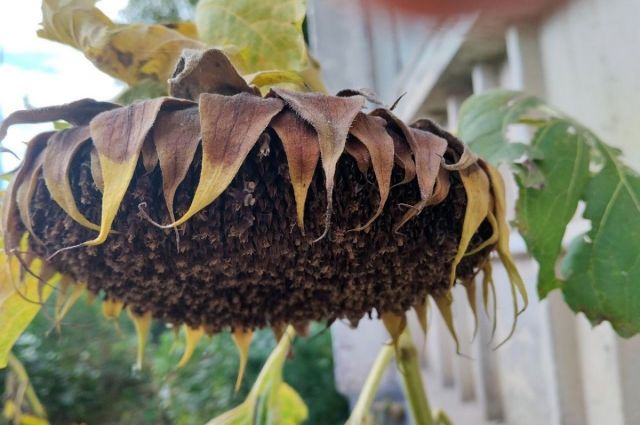 Çanakkale’de ayçiçeği tohumu için yüzde 75 hibe desteği verilecek