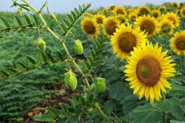 Çelebi’de nohut ve ayçiçeği üretimi için tohum desteği