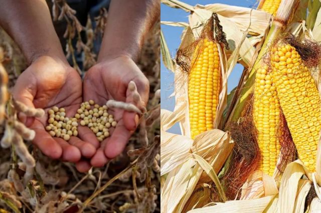 Chicago Borsası: Mısır ve Soya Fiyatları Artışta