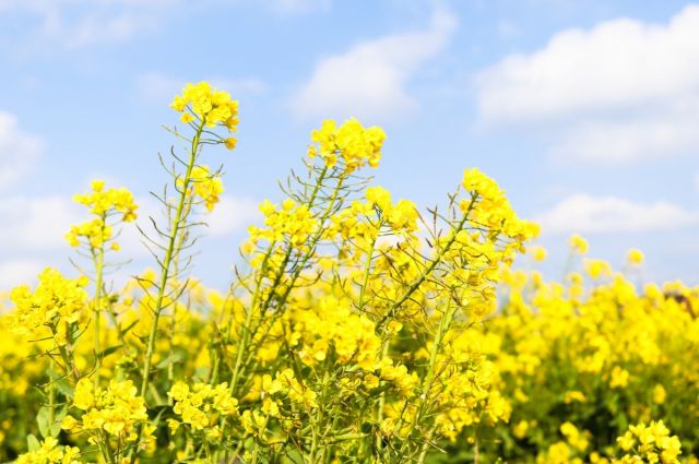 Çin, Kanada Kanola Anti-Damping Vergisini 5,9’a Düşürdü