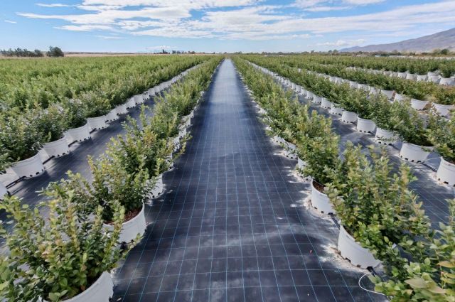 DCT Trading, Edirne İpsala’da Bluefarm yatırımını başlattı