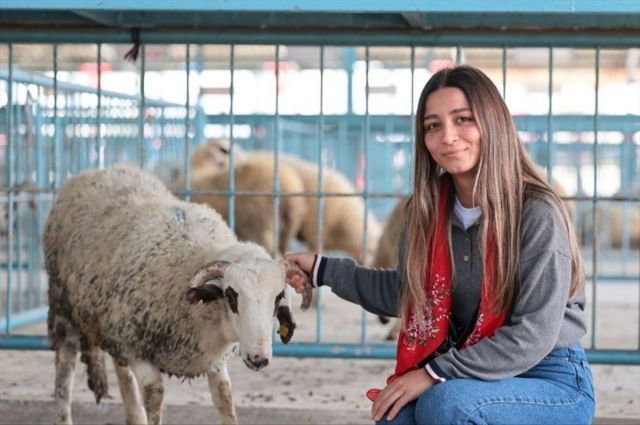 Denizli Büyükşehir 572 üreticiye koyun-koç desteği verdi