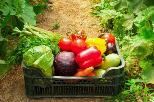 FAO: Küresel Gıda Fiyat Endeksi Şubat’ta Yükseldi