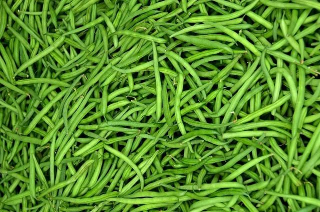 Fas, 2025’te İrlanda’nın Başlıca Taze Fasulye Tedarikçisi Oldu