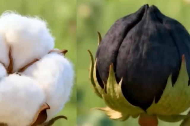 GAPTAEM Müdürü: Pamukta pembe kurt için son uyarı