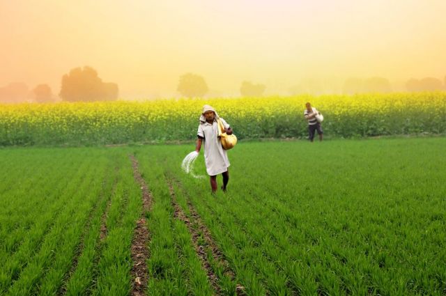 Hindistan Bakanlığı: Gübre Stokları Yeterli, Tedarik Artıyor