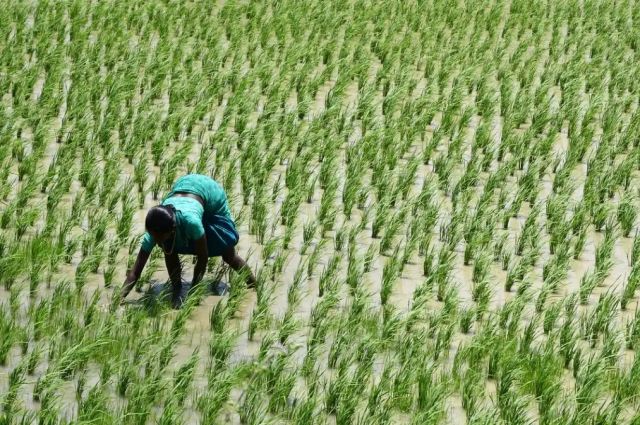 Hindistan Çin’i geçerek dünya pirinç üretiminde lider oldu