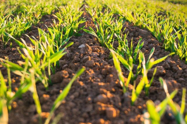 Hindistan hükümeti 2026 buğday üretimini 120 milyon ton öngördü