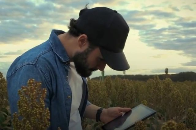 Hokkaido ve Sidney Üniversiteleri: Sorgumda Yeni Lipitler Tespit Edildi