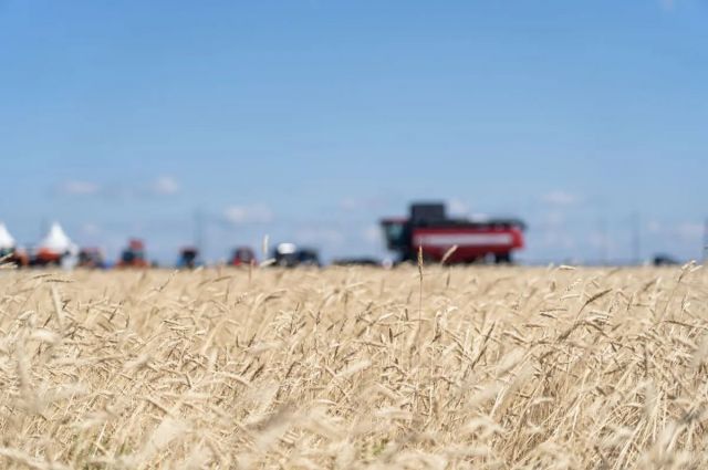 IKAR: Rusya Buğday Fiyatları Hafif Artış Gösterdi