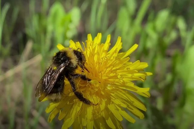 Kanadalı bilim insanları bombus arılarının su altında yaşadığını açıkladı