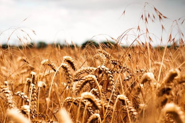 KazGrain Başkanı: İran’a tahıl ihracatında ödeme sorunu var