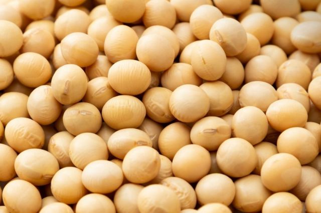Mısır Ticaret Odası: Soya İthalatı 2025’te Rekor Seviyeye Ulaşacak
