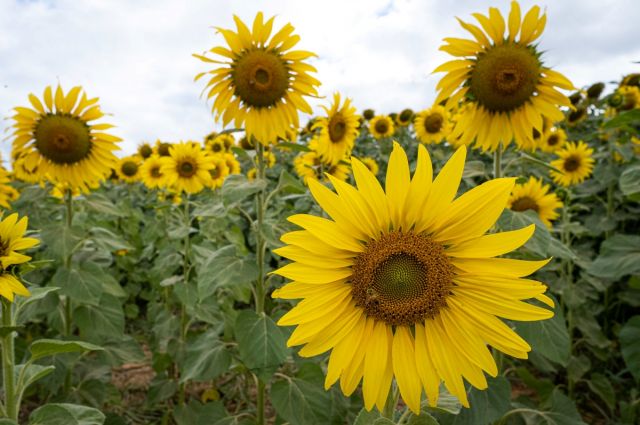 Oil World küresel ayçiçeği üretiminde rekor bekliyor