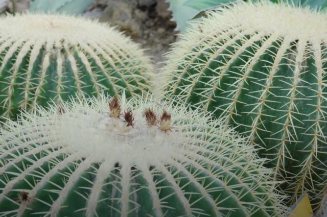 Reading Üniversitesi: Kaktüsler daha hızlı evrimleşiyor