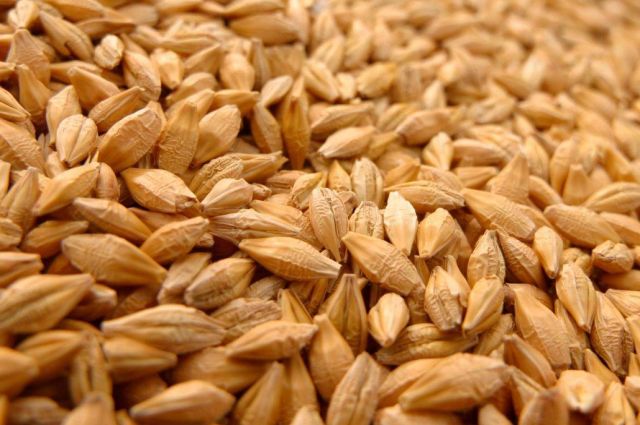 Reuters: Rusya’nın İran’a Tahıl İhracatı Durdu