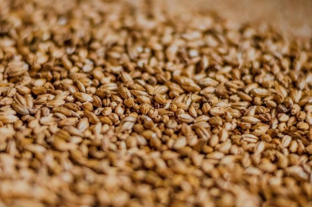 Rus Buğdayının İhracat Fiyatı 240 Dolara Ulaştı