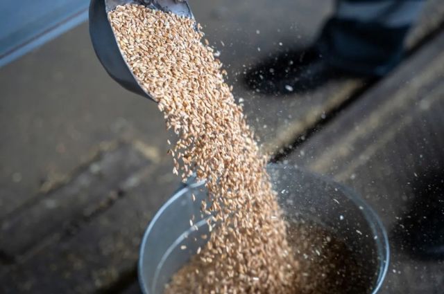 Rusagrotrans: Küresel Buğday Fiyatları Orta Doğu Gerilimiyle Arttı