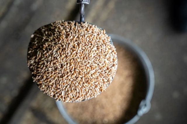 Rusya Tarım Bakanlığı buğday vergisini yüzde 37 artırdı