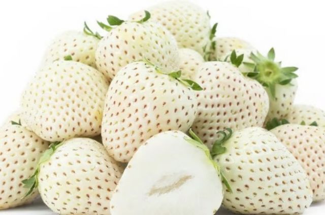 Suudi Arabistan Hail’de Beyaz Çilek Üretimine Başladı