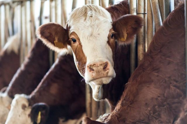 TÜSEDAD: Süt destekleri ve fiyatlar açıklanmalı