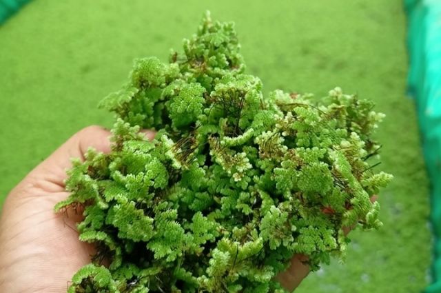 Uzmanlar azollayı düşük maliyetli yem olarak önerdi