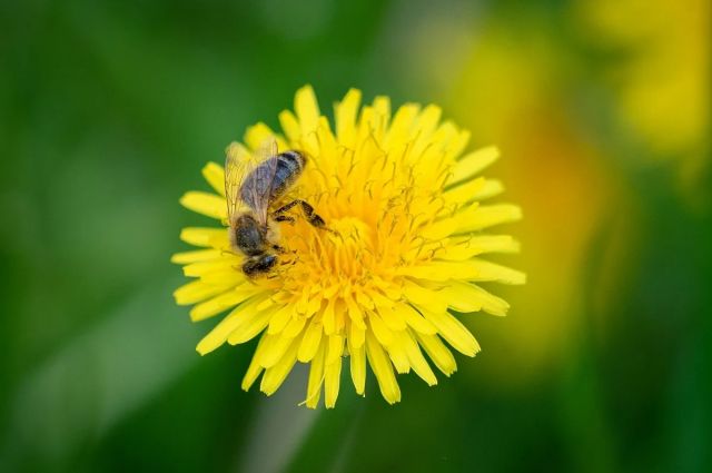 Wollongong Üniversitesi Dünya Arı Türlerini İnceledi