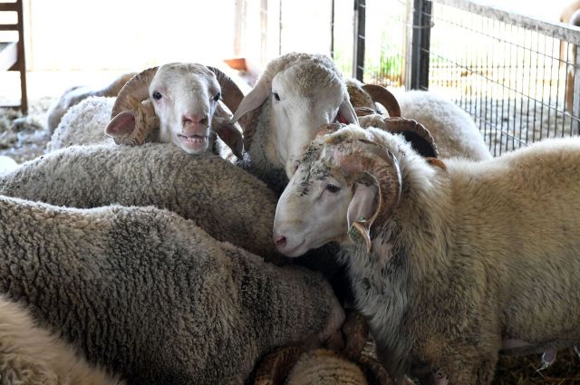 2026 kurbanlık fiyatları netleşmeye başladı! Büyükbaş ve küçükbaş ne kadar?