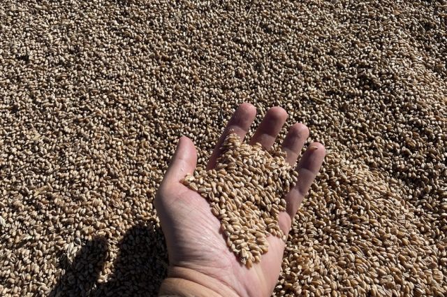 ABD ve Rusya buğday piyasasında fiyatlar yükseldi