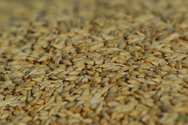 ABD’li Alıcılar Polonya’dan Buğday Satın Aldı: Yüksek Fiyatlar İthalatı Tetikledi