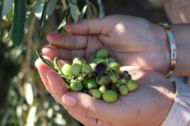 Adıyaman İl Tarım Müdürlüğü zeytin fidanı desteği başlattı