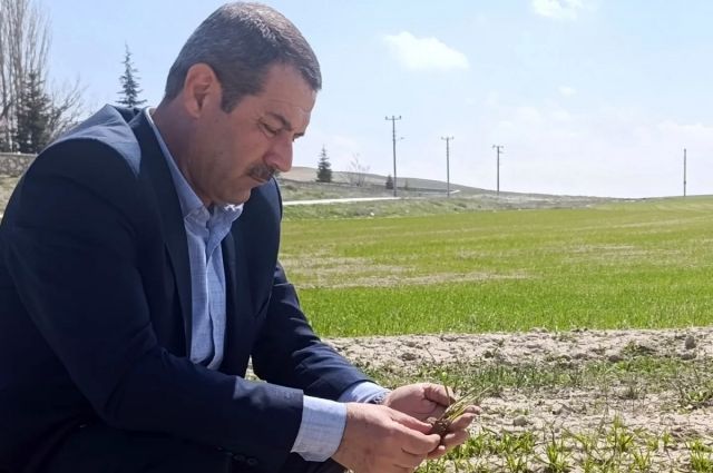 Akbulut: Cihanbeyli’de yağışlar verimi olumlu etkiledi