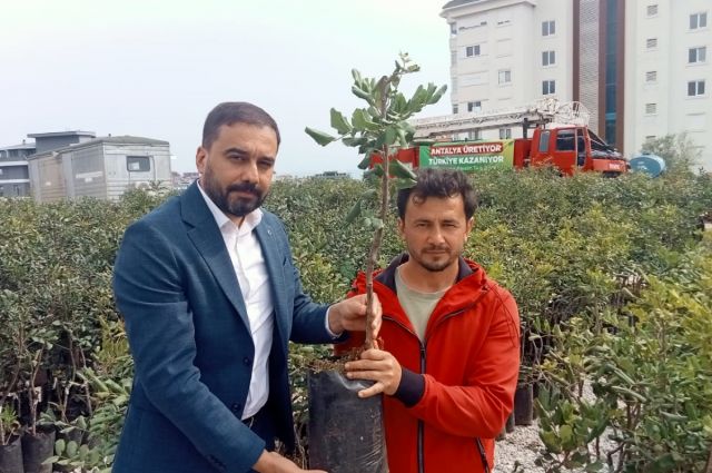Antalya’da 5 bin keçiboynuzu fidanı üreticiye dağıtıldı