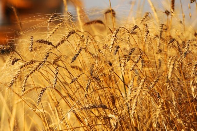 Arjantin Buğdayı Rekor Kırdı, Maliyetler Kârı Düşürdü