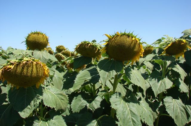 Arjantin'de ayçiçeği üretimi 6,5 milyon tonla rekor kırdı