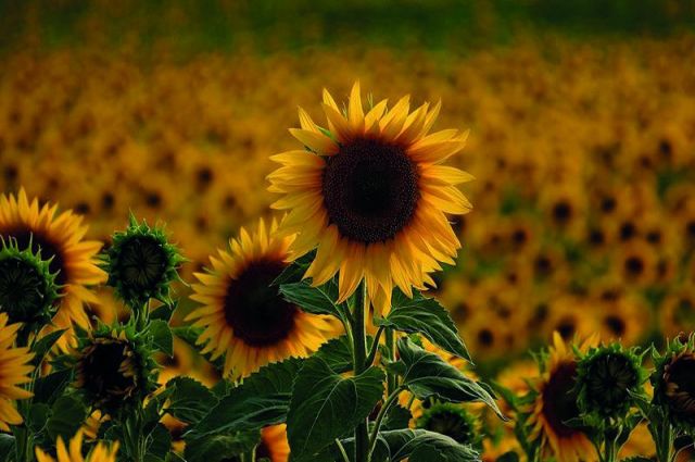 ASAP Agri: Türkiye Ayçiçeği Küspesinde Rusya’ya Yöneldi