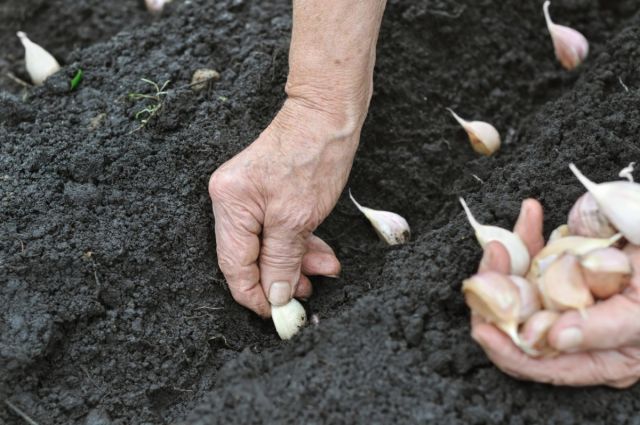 Asocamen: Arjantin’de Sarımsak Üretimi %30 Düşecek