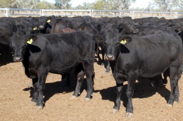 AuctionsPlus: Avustralya’da düve fiyatları geriledi