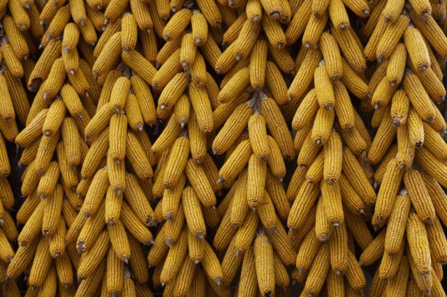 Avrupa’da mısır fiyatları maliyet artışıyla yükseldi