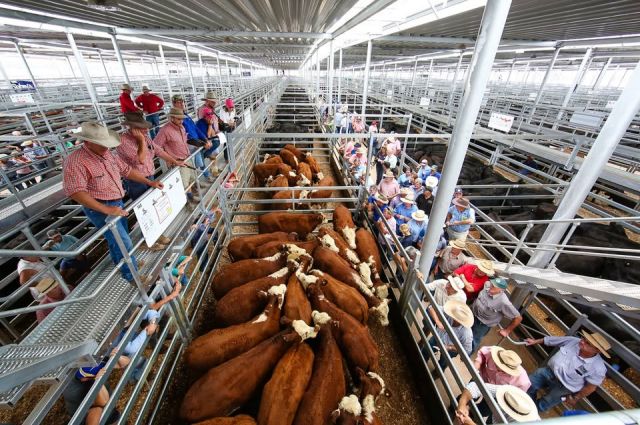 Besi Üreticisine Darbe: Avustralya'da Sığır Fiyatları Geriledi
