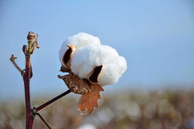 Bilim insanları pamukta üç yeni genom haritası oluşturdu