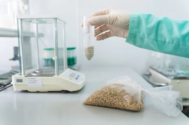 Bilim insanları soğuğa dayanıklı yeni makarnalık buğday geliştirdi