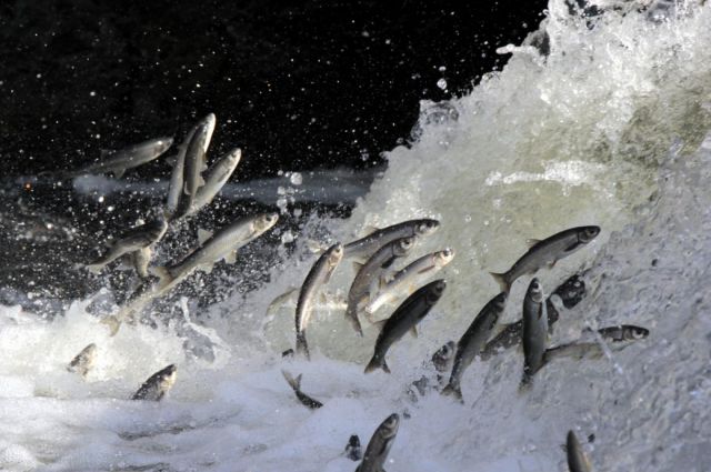 Bitlis İl Tarım Müdürlüğü İnci Kefali av yasağını duyurdu